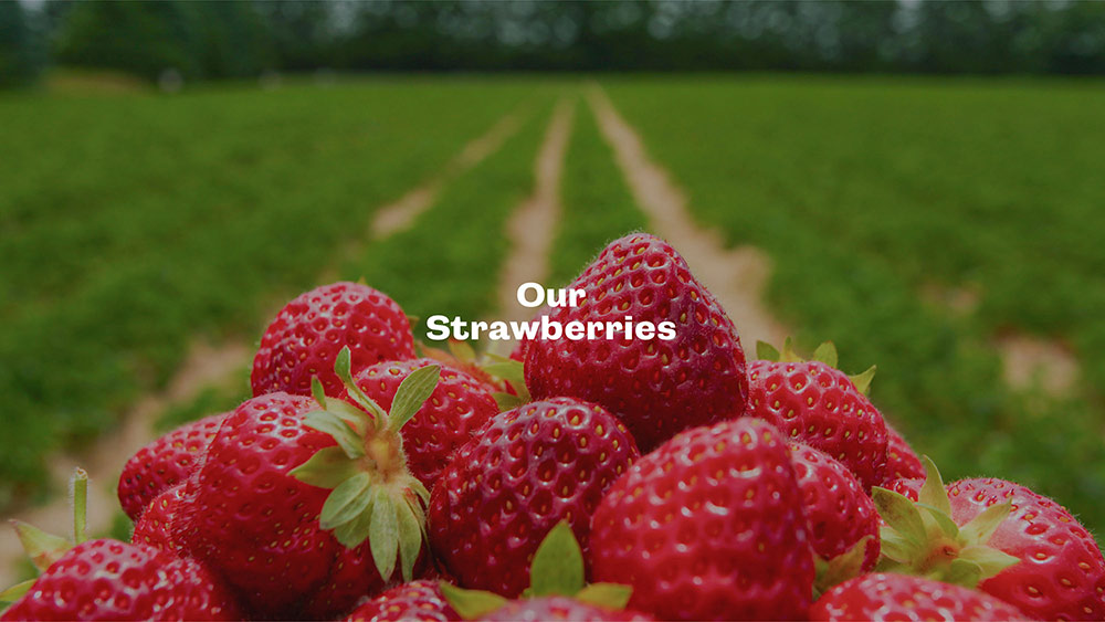 Strawberry Fields in North Alabma